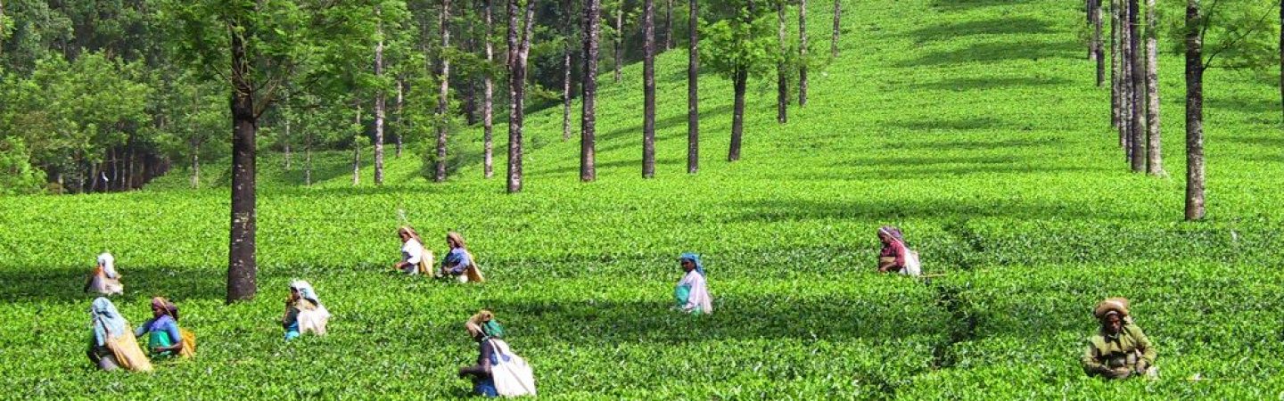 印度喀拉拉邦茶田