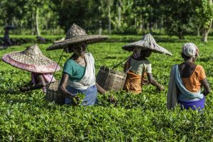 茶assam.